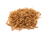 live feeder mealworm