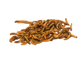 live feeder superworm